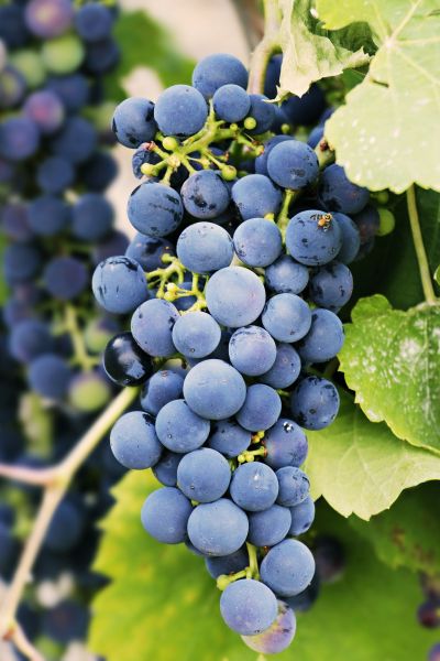 Wine Tours