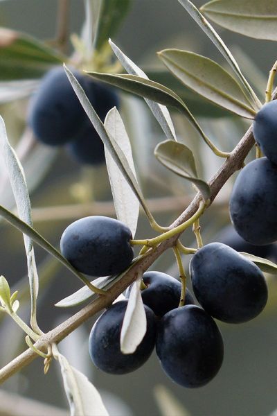 Ancient Olives
